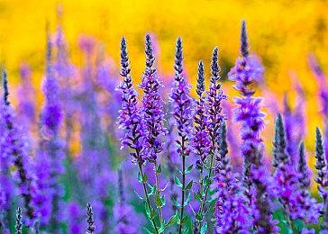 《超级马力奥银河1+2》确认支持Switch2鼠标模式